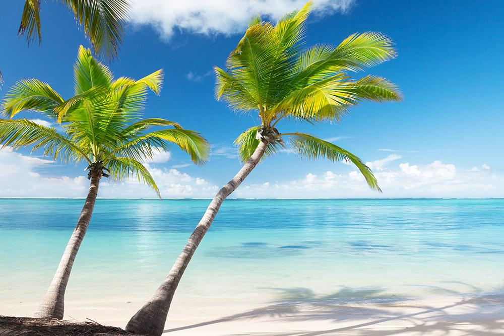 Palm trees on the beach