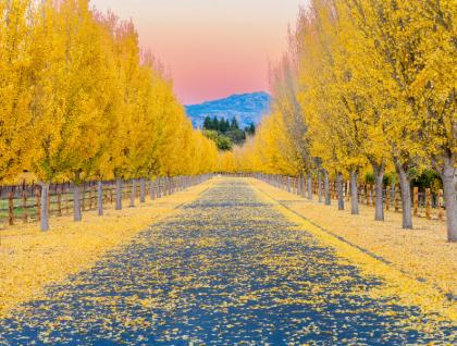 Yellow ginkgo trees lining a road in Napa Valley on a sunny autumn day.