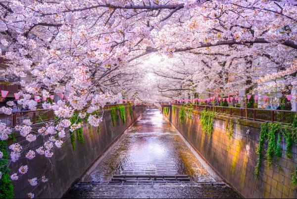 Cherry blossom trees arching over a calm river lined with greenery