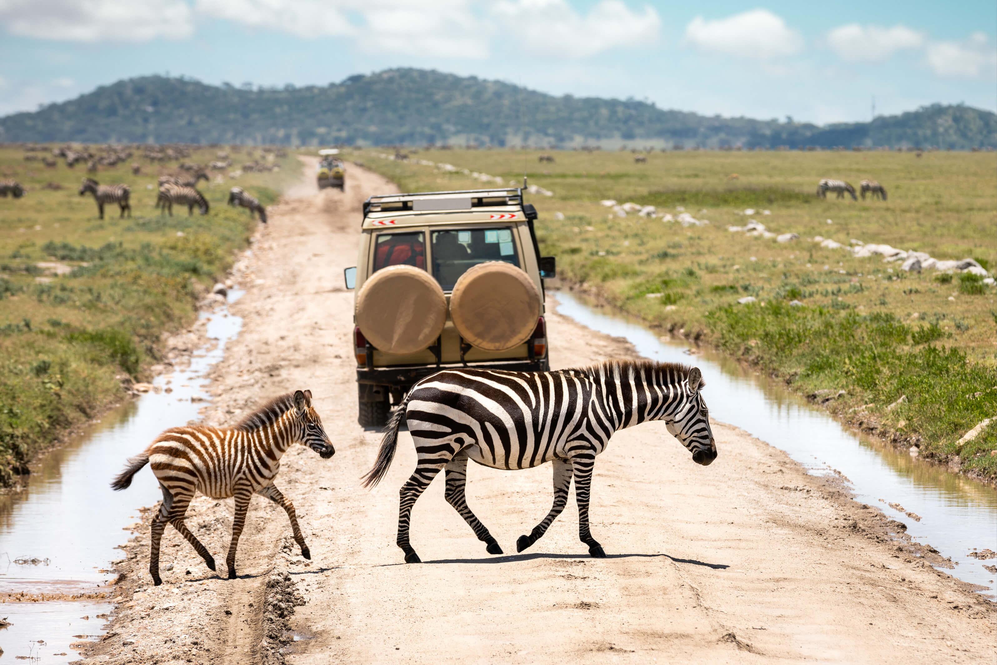 Zebras crossing a road in Africa