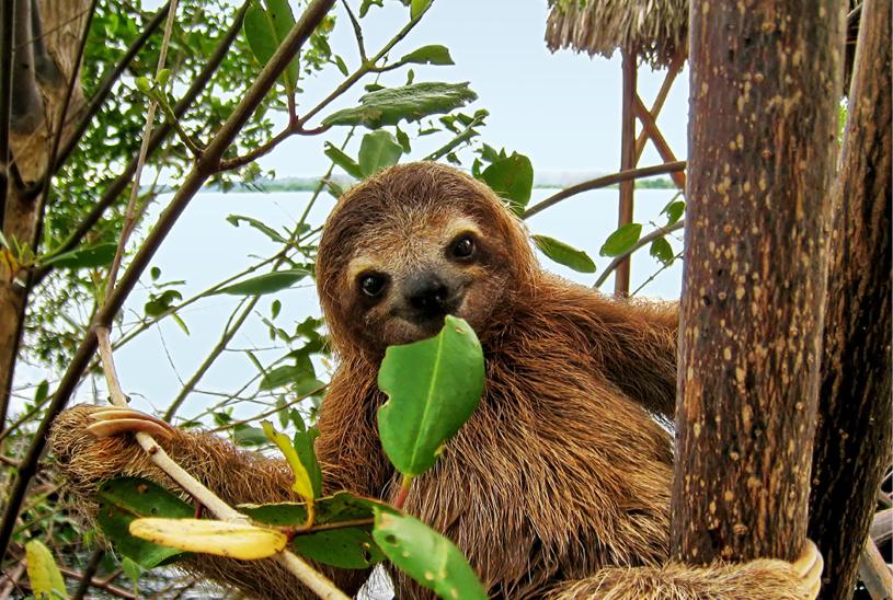 A sloth leisurely eating green leaves while hanging from a tree branch in a lush forest setting in Costa Rica