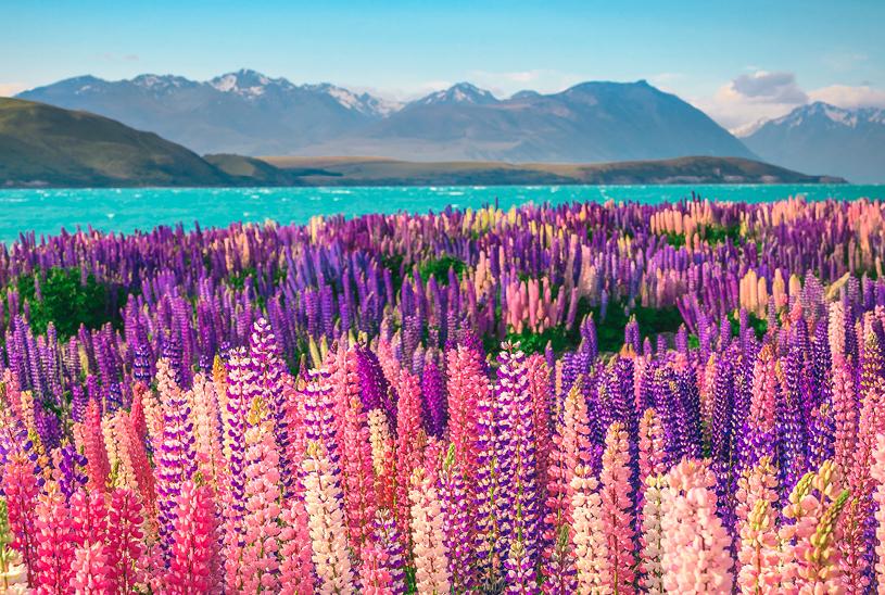 Colorful lupins surround Lake Tekapo in New Zealand, highlighting the beauty of the national park's flora