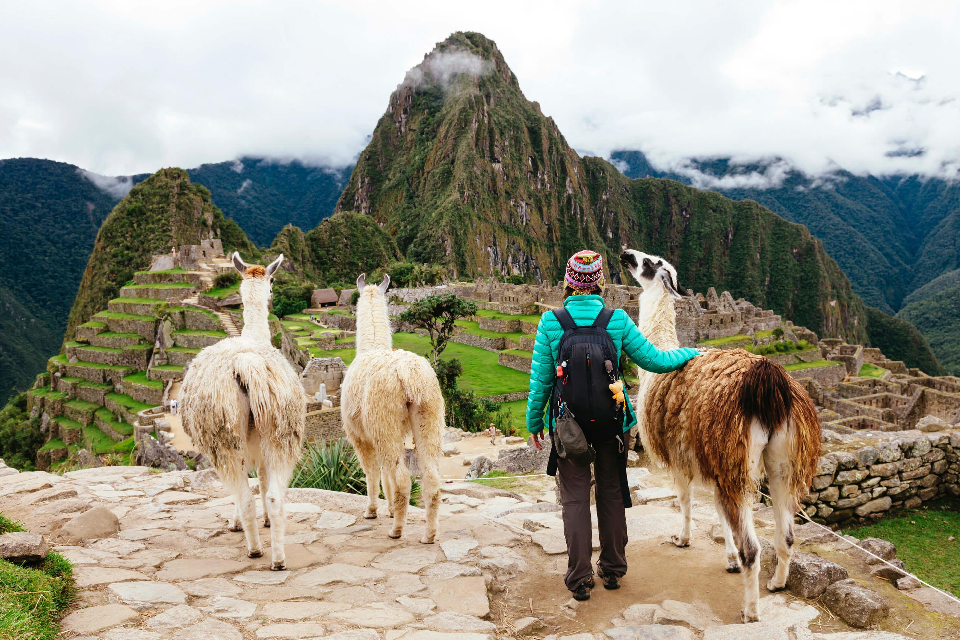 Three llamas and a traveler over look Machu Picchu