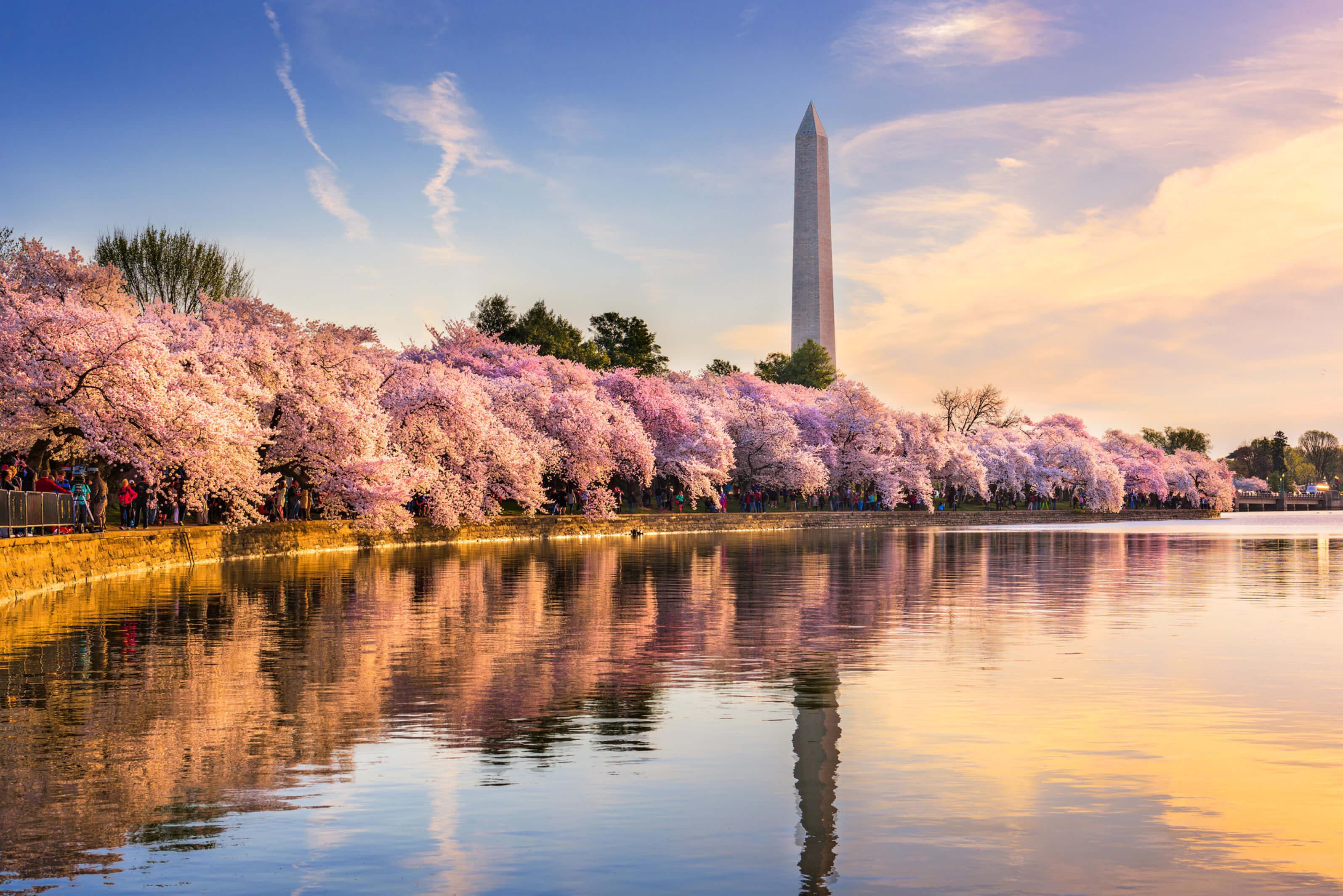 The Washington Monument surrounded by blooming cherry blossoms in a vibrant spring setting in Washington D.C.