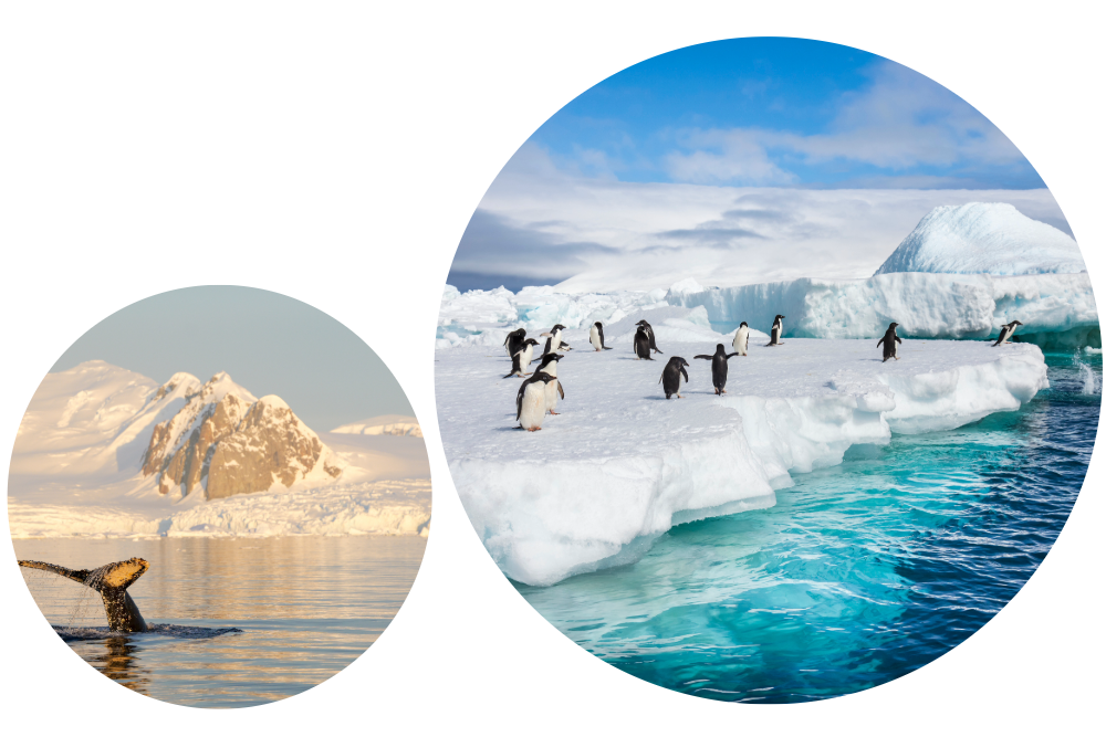 Penguins on Antarctic ice and a whale swimming among snow-covered mountains