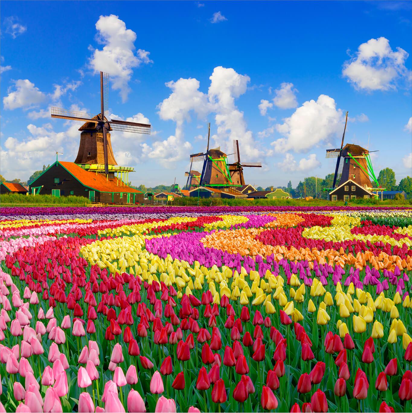 Colorful view of tulips and windmills in the Netherlands