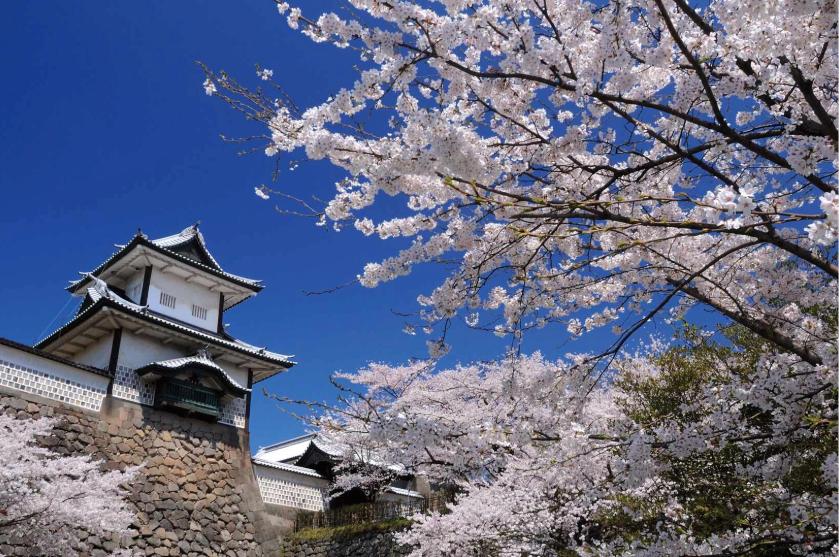 Cherry blossoms surrounding a historic Japanese castle on a Botanica journey.