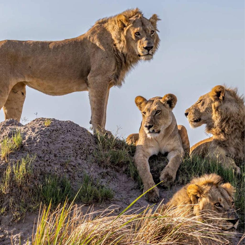 Lions resting in the African savannah during a Captain’s Choice safari journey.